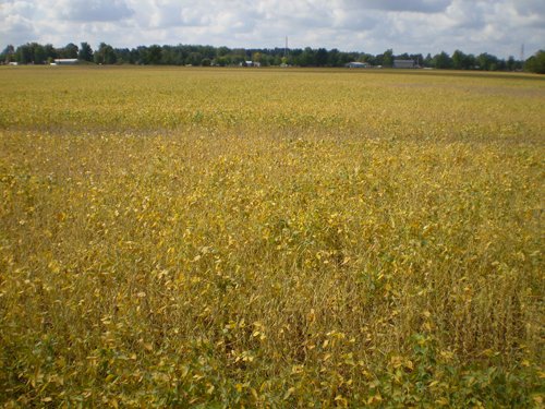 Property photo 11 - 75+/- Acres in 9 Tracts